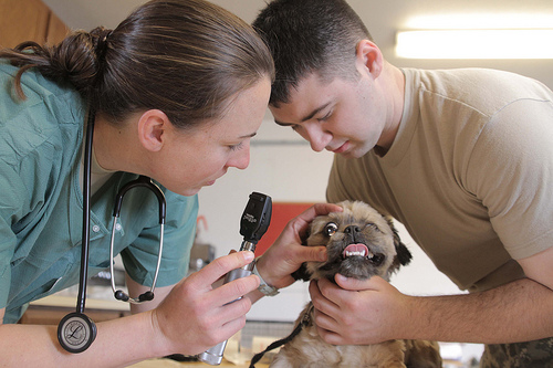 Veterinarian