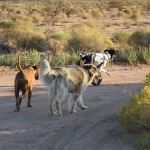 All rights reserved Last Chance Ranch Sanctuary