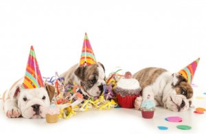 dog-birthday1