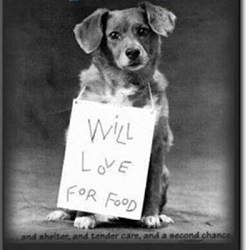http://doggietreasures4u.com/general/pet-adoption-or-adopt-a-human/