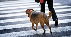 Pic source: http://blog.petspyjamas.com/which-is-the-most-suitable-dog-for-town/