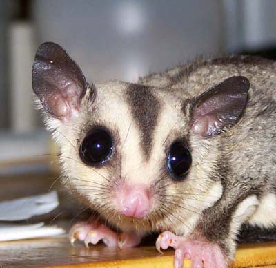 The Exotic Sugar Glider - Last Chance Ranch Sanctuary