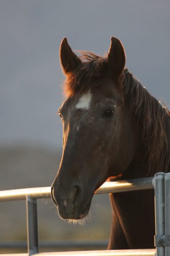 Kota's Head shot