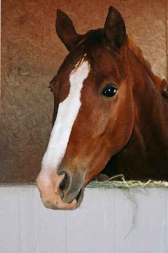 Montana head shot